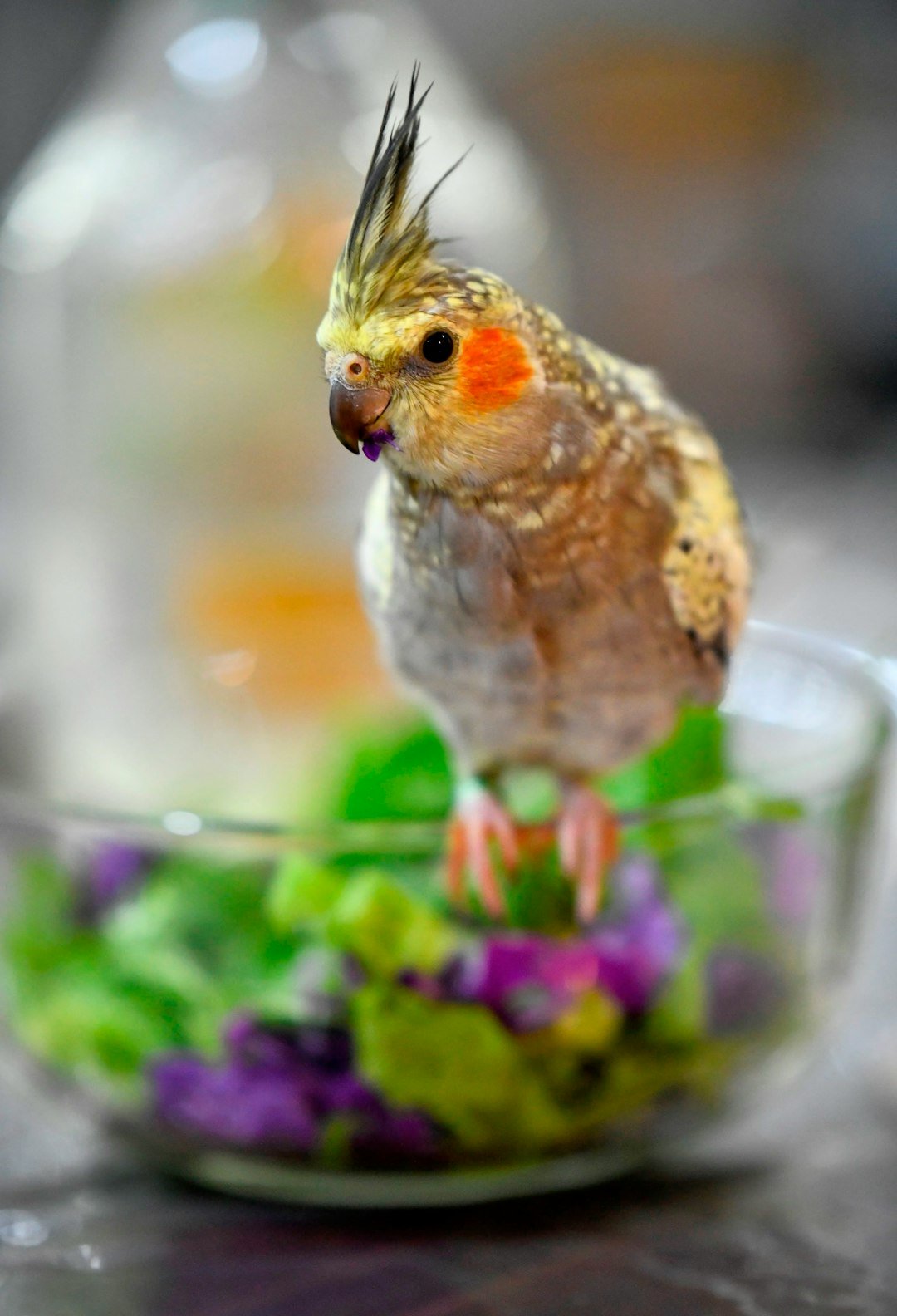 This is a cockatiel that belongs to my son. he is beautiful, sweet and super friendly. Always wanting to be included at meal time. A big fan of salad.