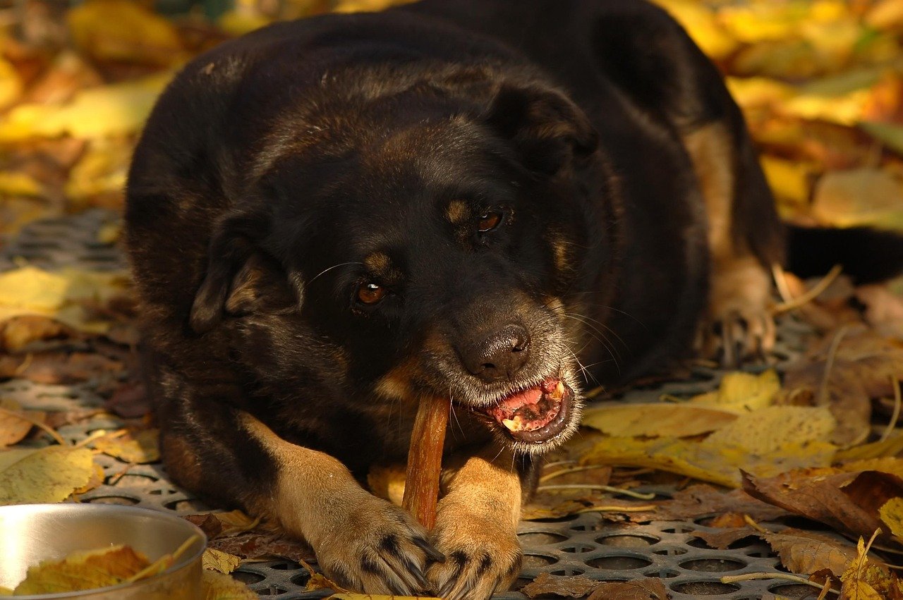 dog, delicious, nutrition, food, appetite, eat, biting, yard, pet, foliage, yellow, day, animal, autumn, yummy